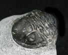 Bargain Gerastos Trilobite Fossil #27941-1